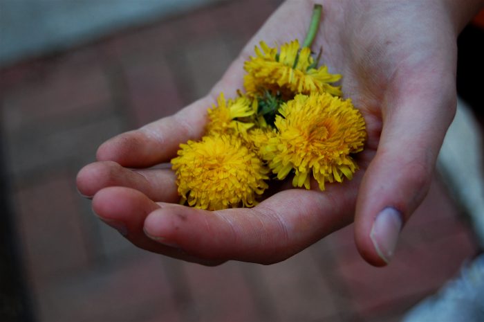 Dandelions