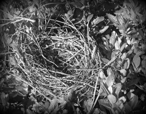 Empty Nest - Black and White