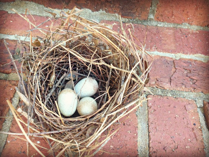 Nest with three eggs