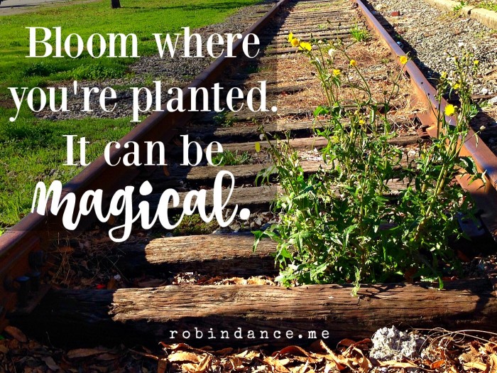 Bloom where you're planted image